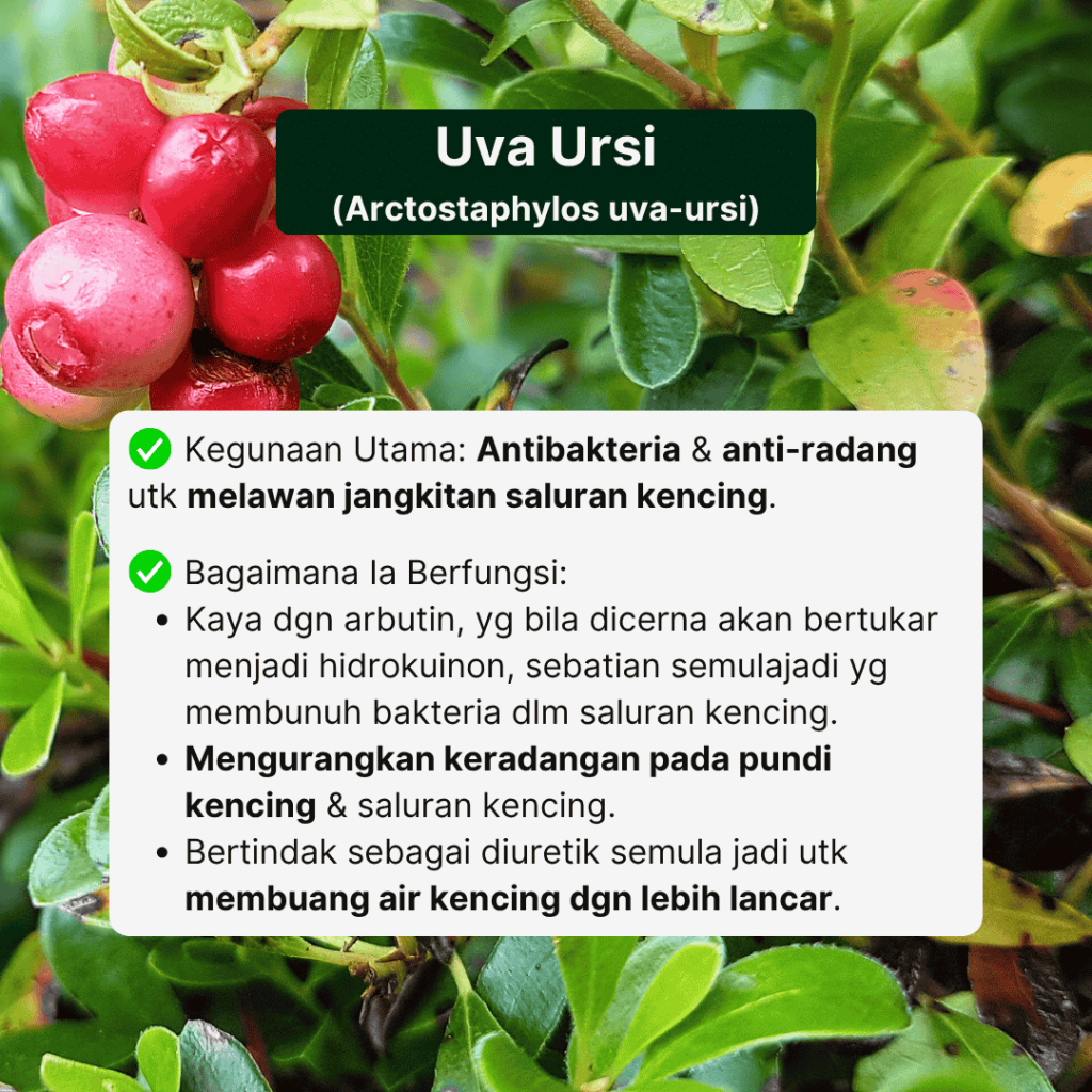 AmaHerbs UroTis (3)